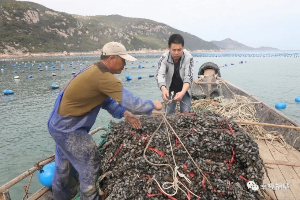 作业渔船在浮球中灵活穿梭,工人们麻利地将捆扎好的贻贝苗绳运到养殖