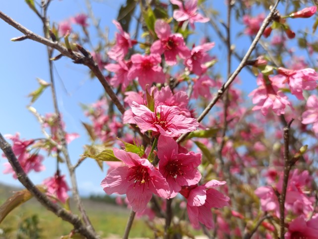 茶花桃花伊蓓树,台农庄园花果香