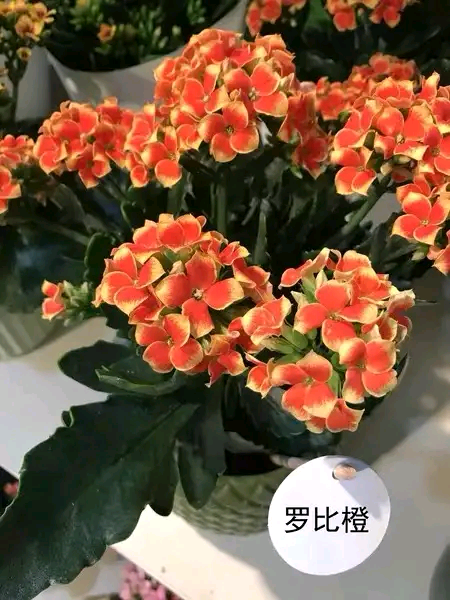 罗比橙长寿花