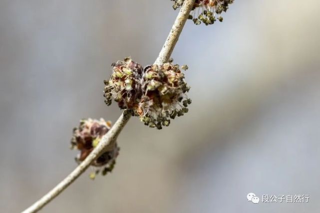 山桃榆树花毛白杨雄花油松雄球花……▲下滑查看有没有感到困惑?