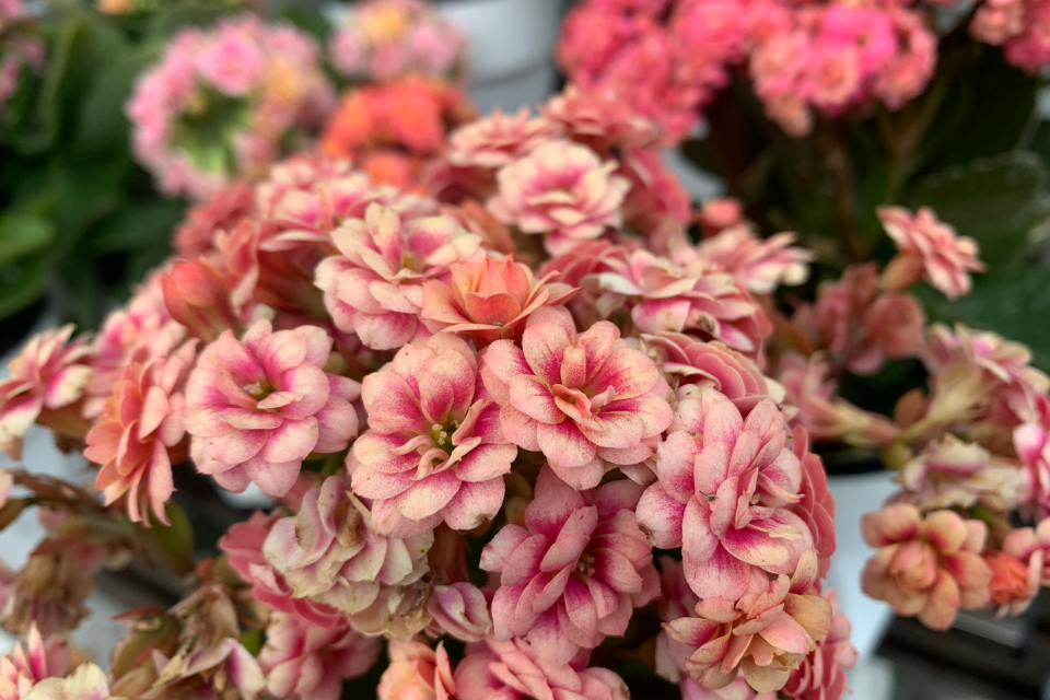 孔雀又叫锦缎长寿花,重瓣中花,花开黄色,玫瑰叶,花色好看.