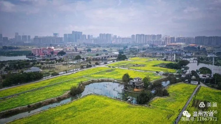 温州生态园三垟湿地的油菜花黄了你去看了吗