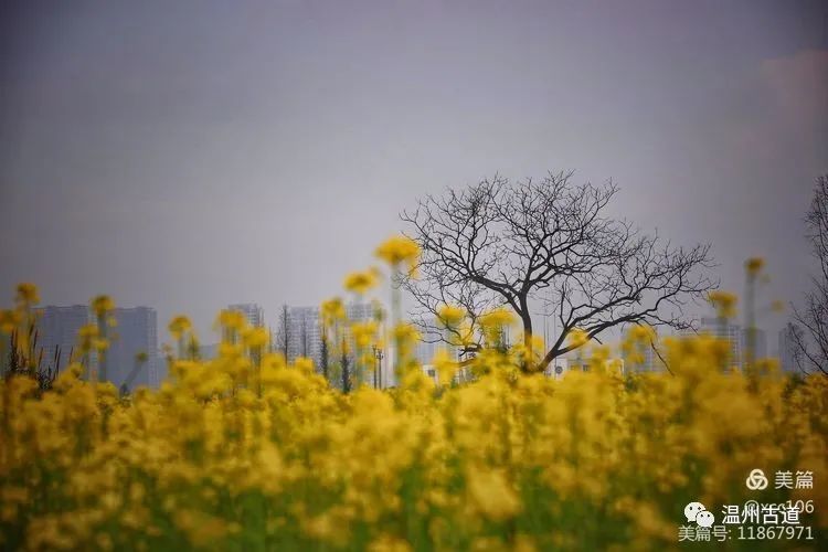 温州生态园三垟湿地的油菜花黄了你去看了吗