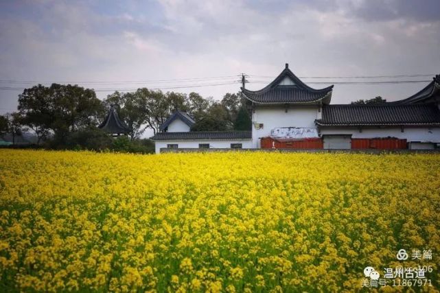 温州生态园三垟湿地的油菜花黄了,你去看了吗?