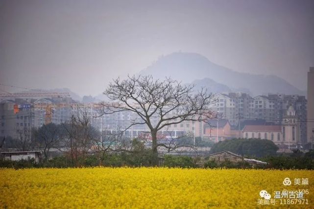 温州生态园三垟湿地的油菜花黄了,你去看了吗?