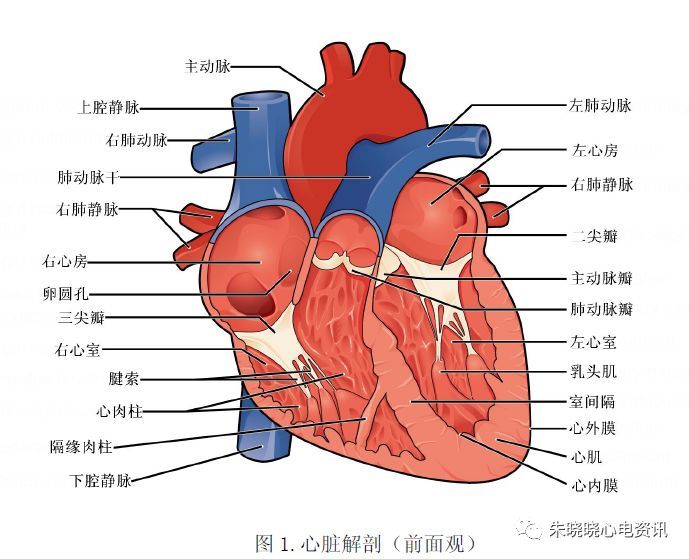心脏解剖与传导系统