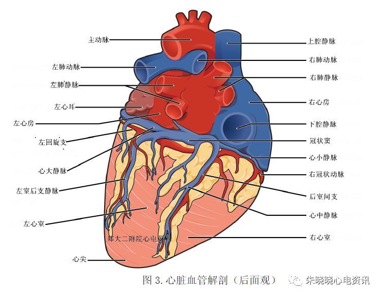 起于主动脉的右冠状动脉窦,沿房室间沟右行,至房室交界附近分为后室间