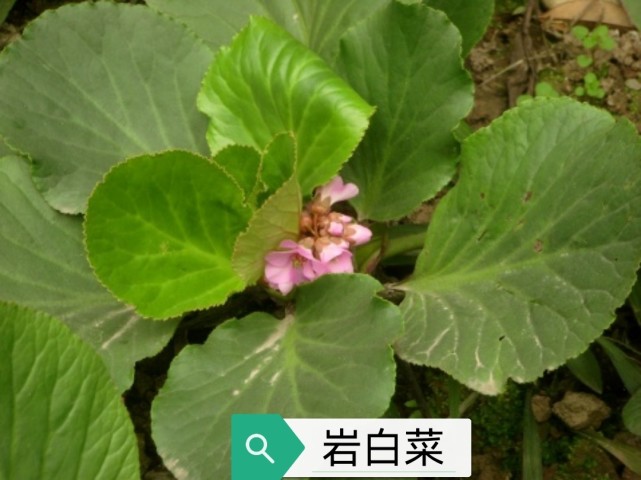 中药古今研究:岩白菜