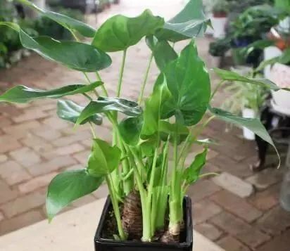 室内绿植养护滴水观音的8个常见养殖问题解答