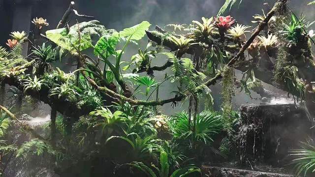 这就是雨林景观造景的奇特之处带到了古朴,原生态的自然环境中从繁华