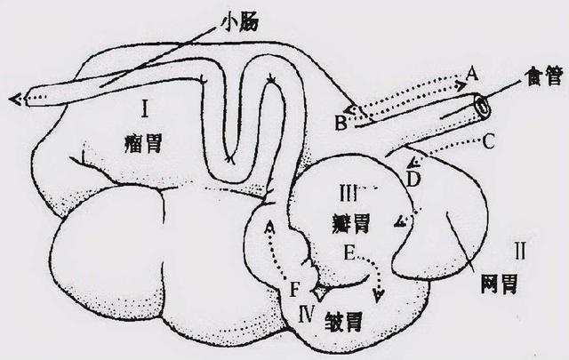 人类为什么要在牛身上开孔还伸手进去掏牛不痛吗