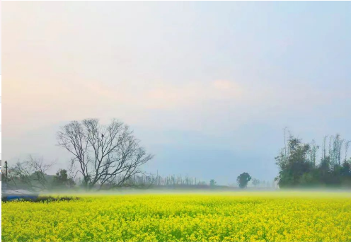 近日,温州生态园三垟湿地稻香小镇丹东片百亩油菜花开,辉映于秀水上