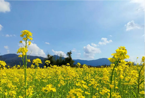 近日,温州生态园三垟湿地稻香小镇丹东片百亩油菜花开,辉映于秀水上