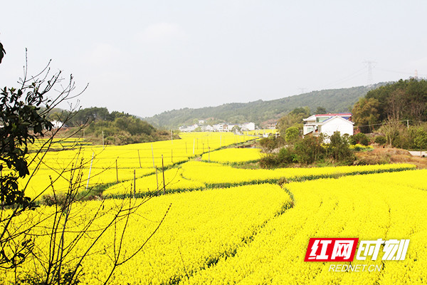 株洲攸县宁家坪镇百里油菜花似海 鼓起百姓"钱袋子"