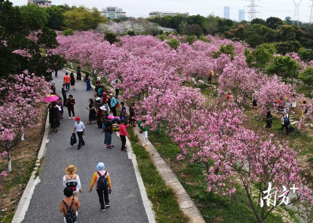3月16日,广州海珠湖国家湿地公园二期凫鹭泾10亩广州樱花林登场斗艳.
