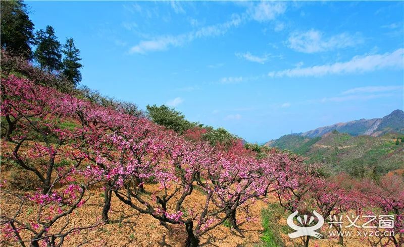 顶效桃花谷桃花竞相开放点缀春日画卷