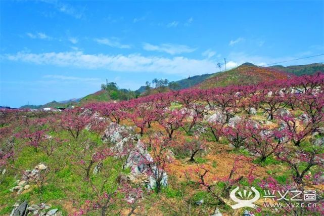 顶效桃花谷:桃花竞相开放 点缀春日画卷