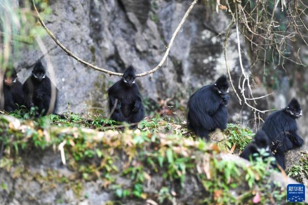 3月16日在贵州麻阳河国家级自然保护区拍摄的黑叶猴.