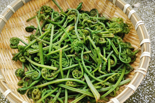 水蕨菜是蕨类水蕨科植物水蕨在春天的时候长出来的嫩叶.