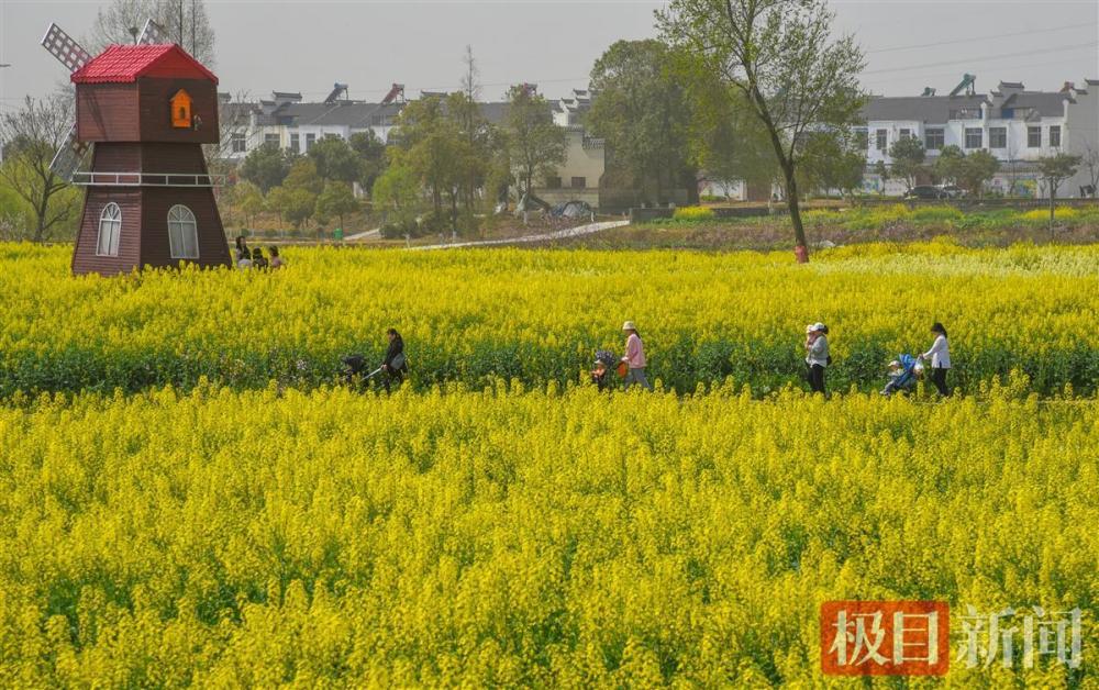 2022年3月15日,游客在湖北省荆门市沙洋县张池农耕文化体验园的油菜花