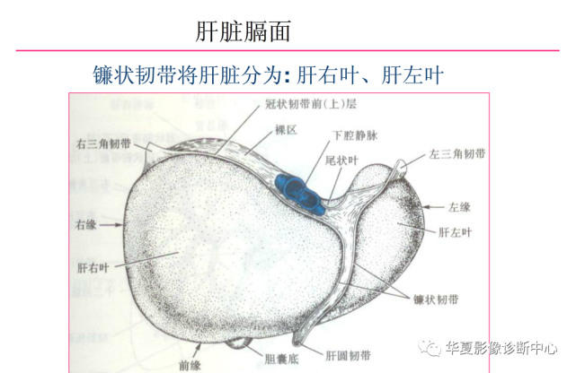 肝脏影像学与系统解剖