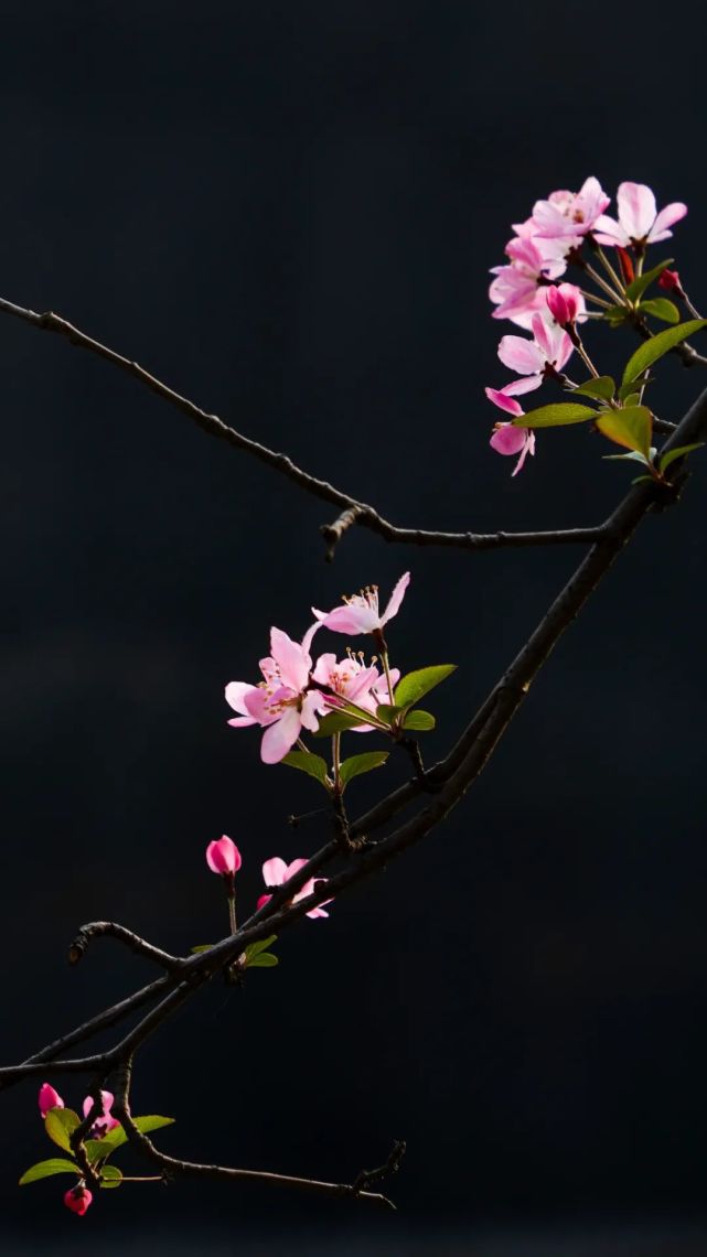 海棠依旧事事皆欢海棠花一半一半 摄菜花灿灿春光暖暖油菜花一半