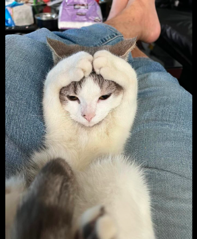 主人只要一把猫咪在腿上它就会做出比心的动作被小模样萌化了