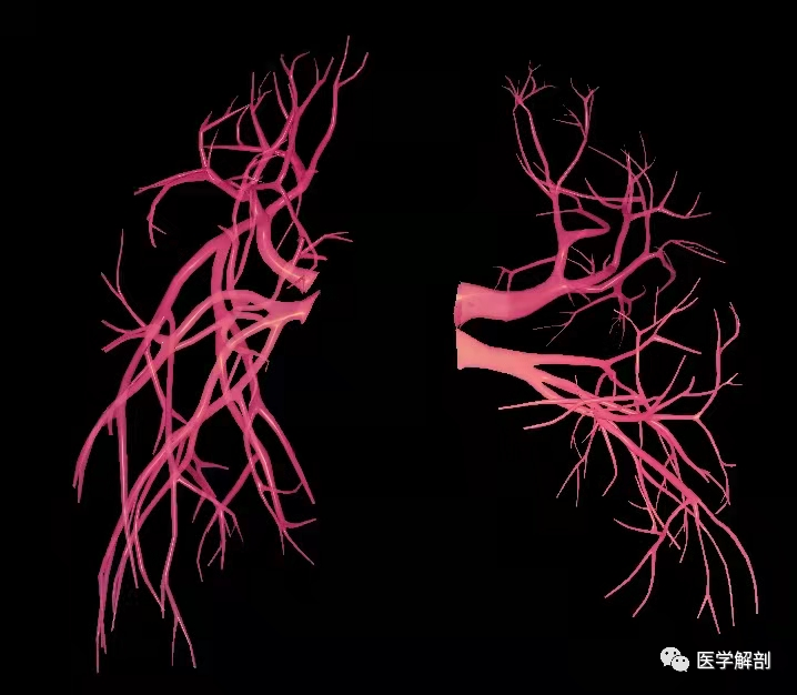 肺循环系列肺静脉解剖