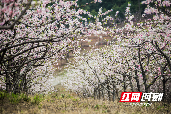 红网时刻益阳3月17日讯(通讯员 欧阳建明 樊欣仪"今年的桃花开得比