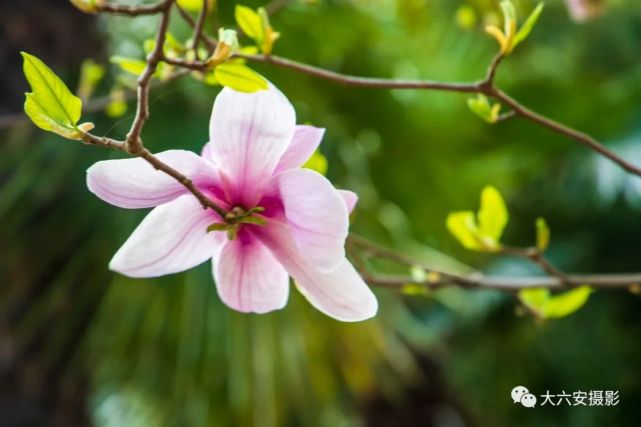 春之花 余菊 摄花枝俏 李成生 摄采蜜 余茂琳 摄桃红梨白 周群 摄梨花