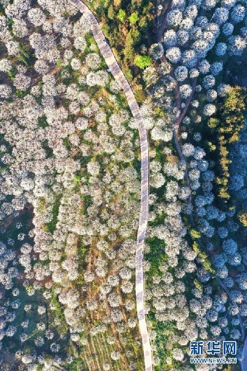 春到加级寨 梨花如雪景如画