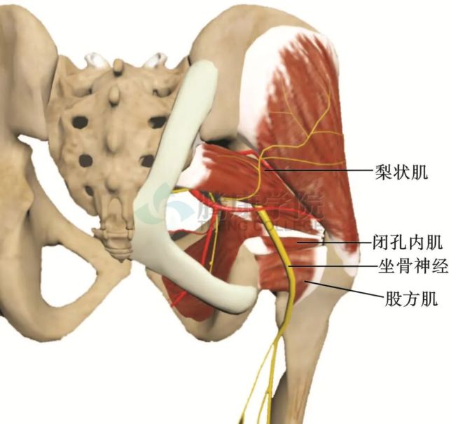 ne3:比目鱼肌腱弓.ne4:踝管.ne5: 展肌.ne6:腓骨肌管.