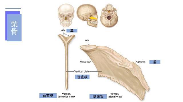 犁骨舌骨(hyoid bone)居下颌骨下后方,呈马蹄铁形.