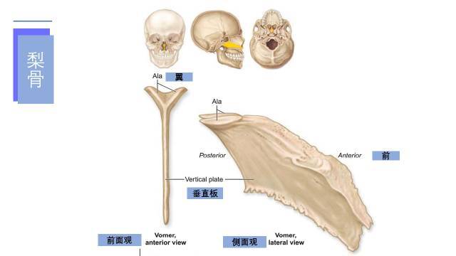 面颅骨多图详解