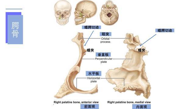 前接上颔骨,后连筛骨迷路眶板.下鼻甲下鼻甲(inferior nasal conc