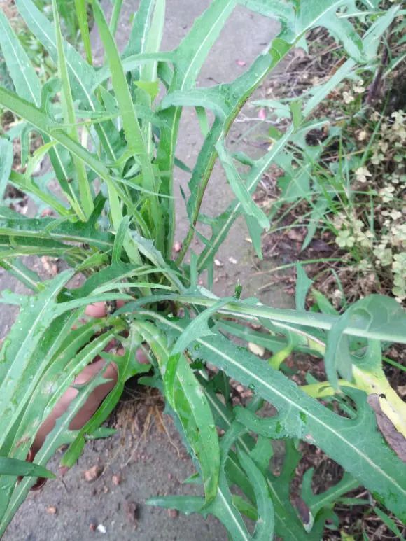 9种植物能泡水喝,种上几棵,撸点叶子泡水喝,清热解毒