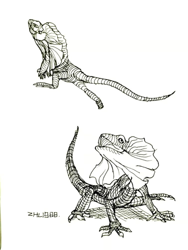 每日一画画的犀牛与伞蜥20220317
