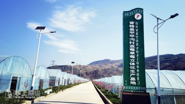 大棚内一溜一溜的小灌木长得郁郁葱葱,一棵棵蓝莓树婀娜地伸展着枝桠
