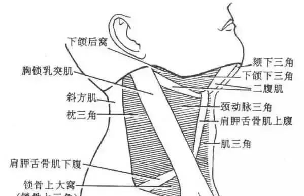 常见颈肩压痛点治疗颈肩不适