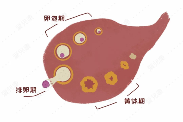 月经两三天就没了是不是卵巢早衰这种情况真的要警惕