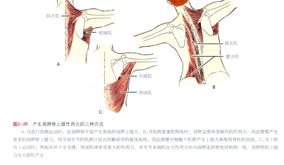 美图分享肩周肌肉