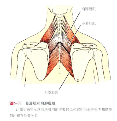 美图分享肩周肌肉