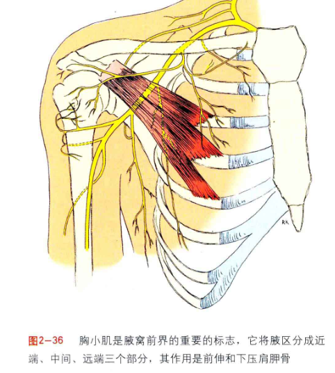 美图分享肩周肌肉
