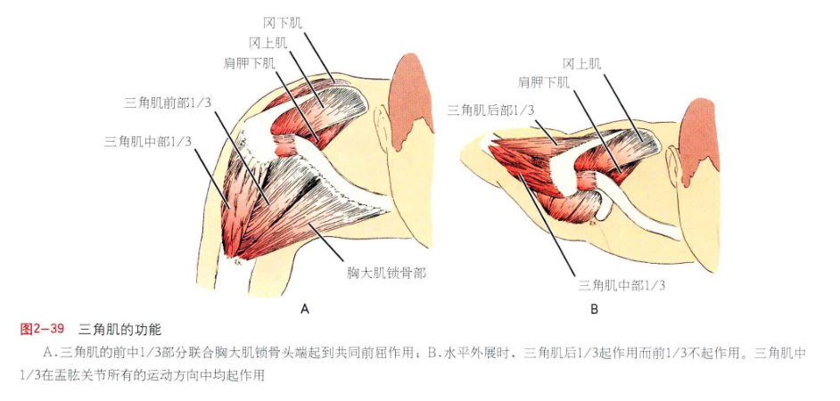 美图分享肩周肌肉