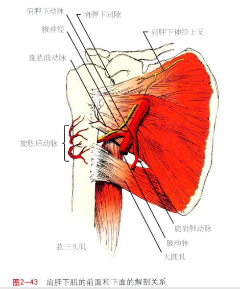 美图分享肩周肌肉