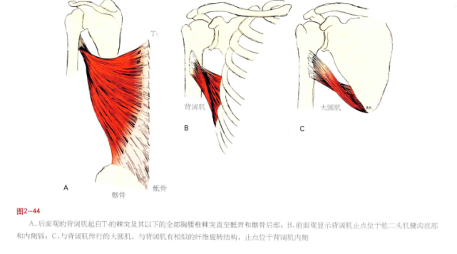 美图分享|肩周肌肉