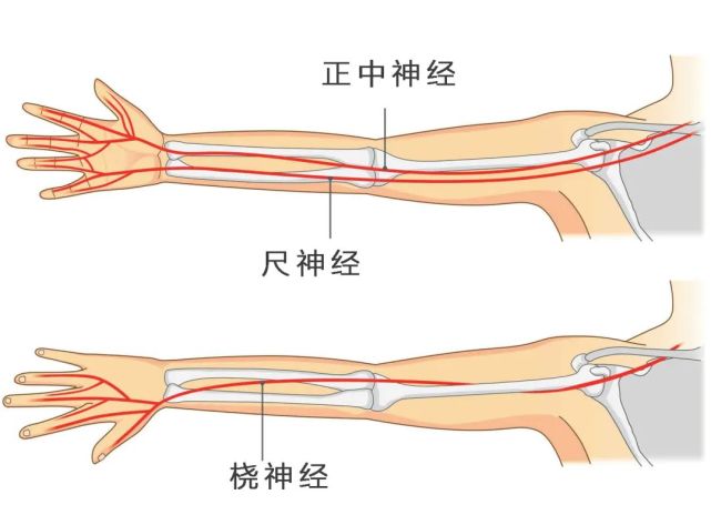 人的手臂有3大神经:正中神经,尺神经,桡神经.