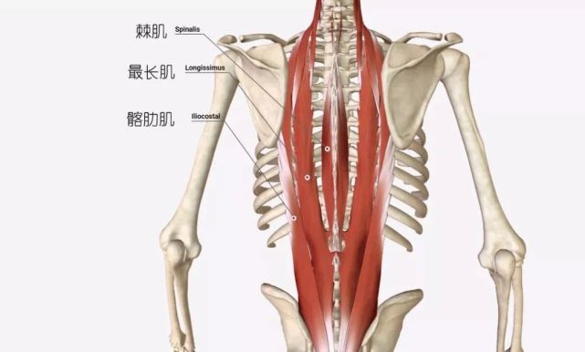 竖脊肌位于脊椎两侧的肌肉群,是一组长的肌群,它由三个部分组成:髂肋