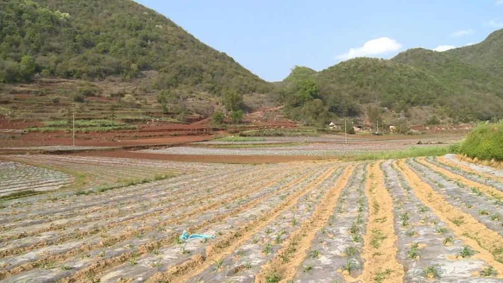 广南县董堡乡董弄村龙茂村小组村民 李向文"感谢技术人员来指导我们