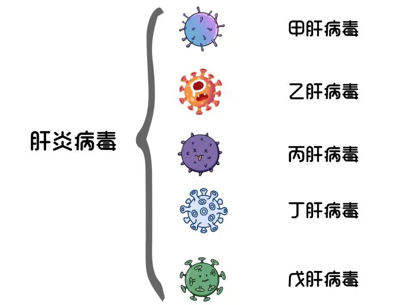 多为肝炎病毒引起的病毒性肝炎,病毒性肝炎可分为甲肝,乙肝,丙肝,丁肝